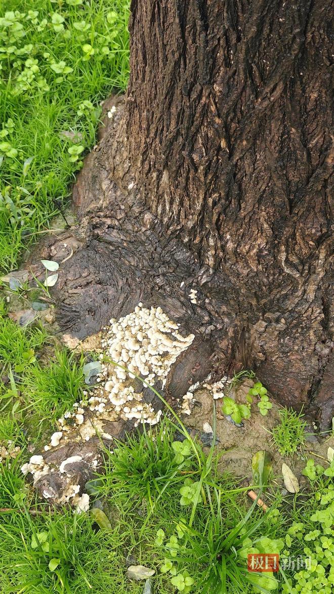 菇大雁塔受潮城墙布满青苔气象局解释成因冰球突破西安连续一个多月降雨遍地长蘑(图2) 菇大雁塔受潮城墙布满青苔气象局解释成因冰球突破西安连续一个多月降雨遍地长蘑(图2)