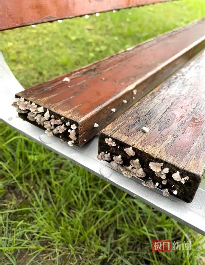 菇大雁塔受潮城墙布满青苔气象局解释成因冰球突破西安连续一个多月降雨遍地长蘑(图3) 菇大雁塔受潮城墙布满青苔气象局解释成因冰球突破西安连续一个多月降雨遍地长蘑(图3)