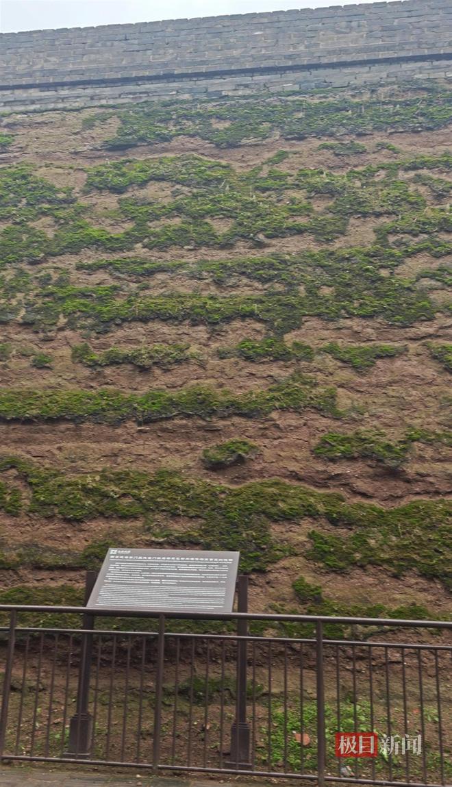 菇大雁塔受潮城墙布满青苔气象局解释成因冰球突破西安连续一个多月降雨遍地长蘑(图5)