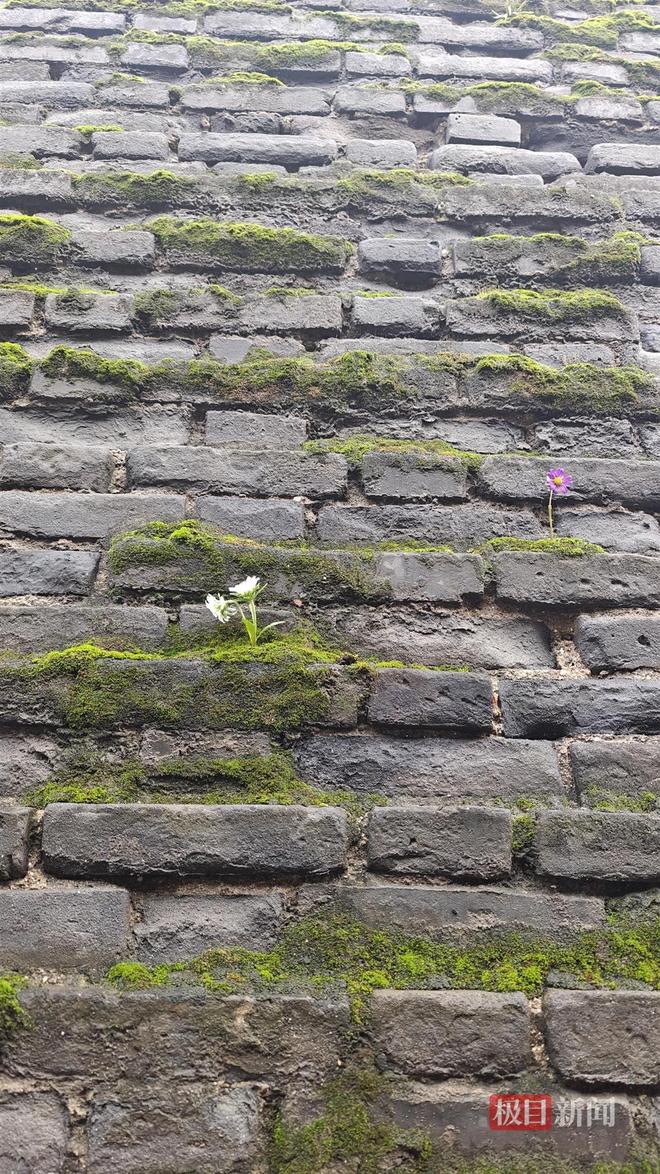 菇大雁塔受潮城墙布满青苔气象局解释成因冰球突破西安连续一个多月降雨遍地长蘑(图4) 菇大雁塔受潮城墙布满青苔气象局解释成因冰球突破西安连续一个多月降雨遍地长蘑(图4)